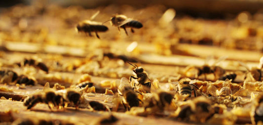 Without bees, there will be no world