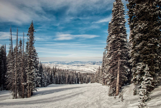 Why planting trees is (one of) the answers to a sustainable future