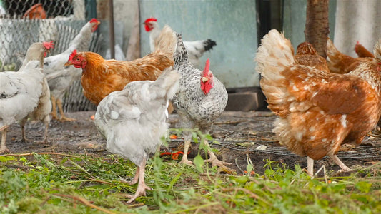 What is free-range?